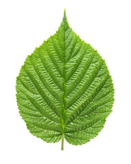 Raspberry leaf isolated on white background