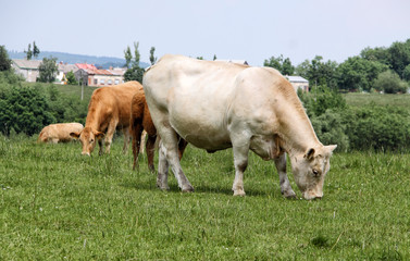 Naklejka na ściany i meble Cows pasture