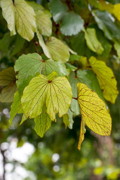 Gold Leaf Bauhinia