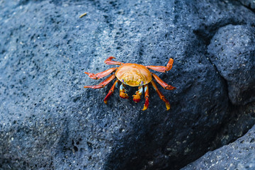 Sally Lightfoot Crab