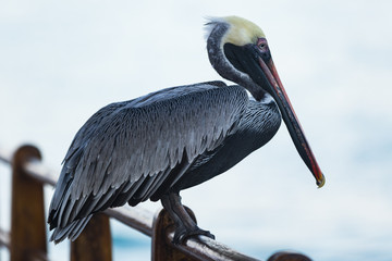 Pelican