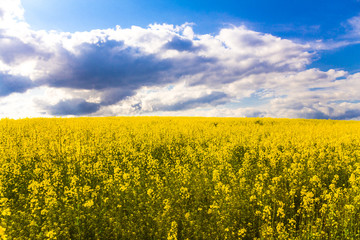 yellow field of flowering rapeseed