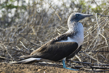 Blue-footed Booby