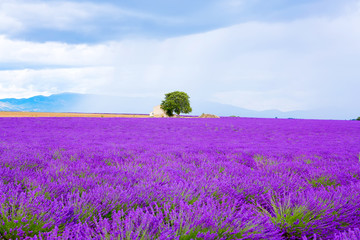 Lavender fields near Valensole in Provence, France on sunset