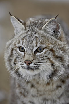 Bobcat (Lynx rufus) in snow, near Bozeman, Montana