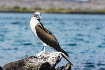 Blue-footed Booby