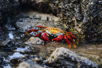 Sally Lightfoot Crab