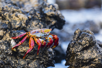 Sally Lightfoot Crab