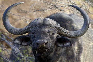 Cape buffalo or African buffalo (Syncerus caffer), Mountain Zebra National Park