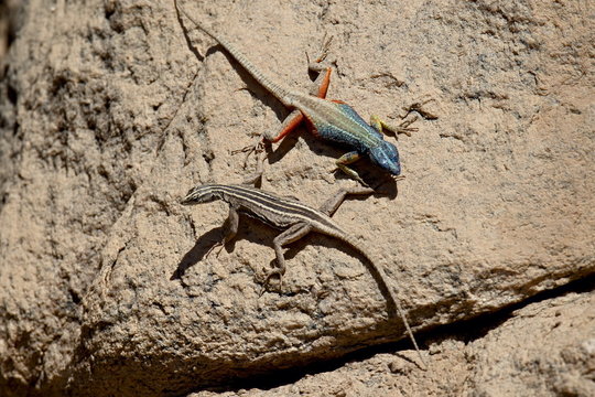 Male and female Augrabies flat lizard (Platysaurus broadleyi), Augrabies Falls National Park