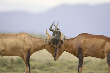 Two male red hartebeest (Alcelaphus buselaphus) sparring, Mountain Zebra National Park