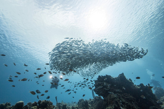 Unterwasser - Riff - Fisch - Fischschwarm - Tauchen - Curacao - Karibik 