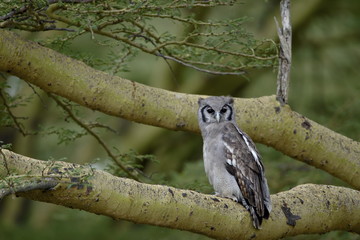 Verreaux's eagle owl (giant eagle owl) (Bubo lacteus), Lake Nakuru National Park, Kenya