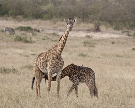 Baby Masai giraffe (Giraffa camelopardalis tippelskirchi) nursing, Masai Mara National Reserve, Kenya