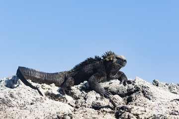 Marine Iguana