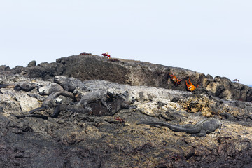 Marine Iguana & sally lightfoot crab