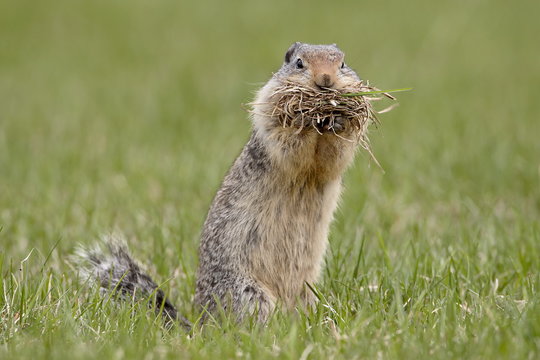 Columbian ground squirrel (Citellus columbianus) with nesting material, Manning Provincial Park, British Columbia, Canada