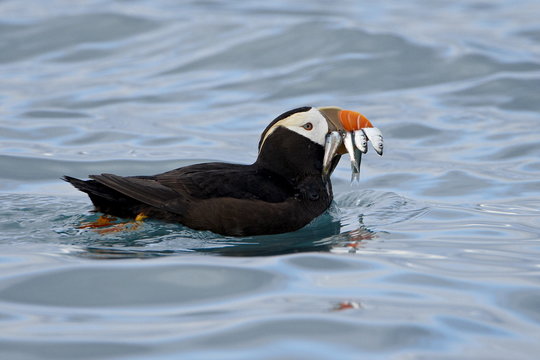 Tufted Puffin (Fratercula cirrhata) with fish in its beak, Homer, Alaska