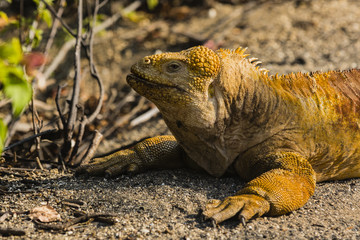 Land Iguana