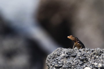 Lava Lizard