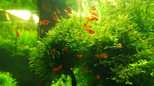 aquarium with beautiful orange fish and grass