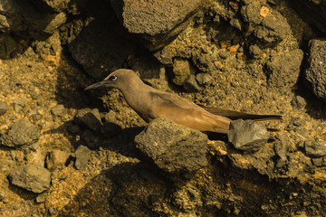 Brown Noddy
