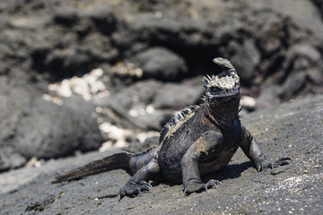 Marine Iguana