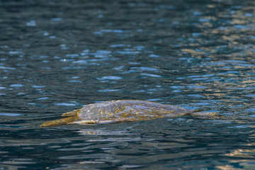 Sea Turtle
