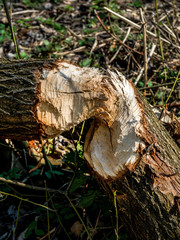 Biber veursachen Schäden an Bäumen