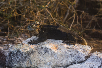 Land Iguana