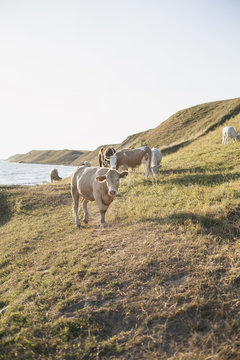 Cows on grassy field against clear sky