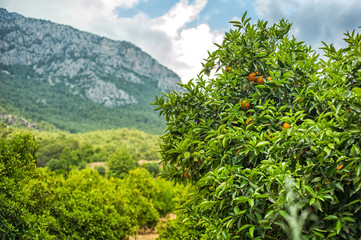 Fototapeta na wymiar Orange orchards and pomegranate trees in the background of mountains growing fruit