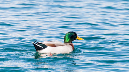 Male Mallard