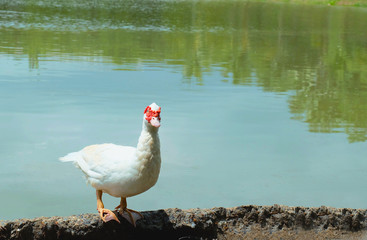 Naklejka na ściany i meble Mascovy duck at the bank of a river.