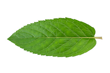 Peppermint leaf on white