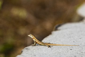 Lava Lizard