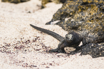 Marine Iguana