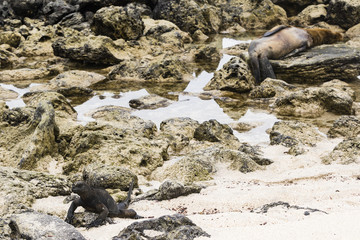 Marine Iguana & Sea Lion