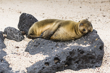 Sea Lion