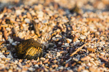 Hermit Crab
