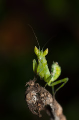 Fototapeta premium Mantis lives on grass in Asia Thailand