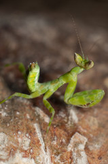 Mantis lives on grass in Asia Thailand