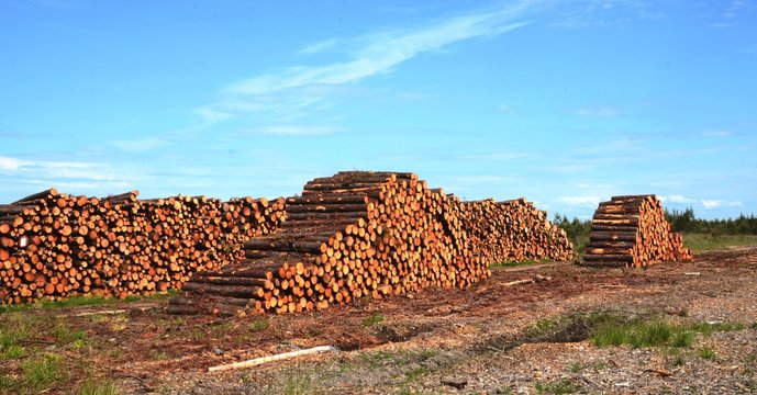 Tron&ccedil;onnage du pin maritime, fili&egrave;re bois Landes