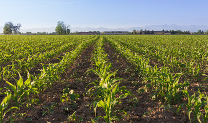 Fototapeta na wymiar Young sprout of corn in a field