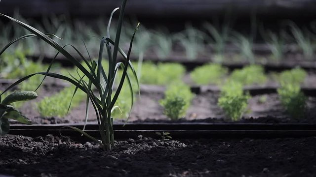 Beautiful Garden Beds With Garlic, Carrots and Onions