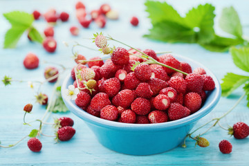 Wild strawberry in blue bowl on rustic table, vintage style, sweet berry for summer dessert, Fragaria