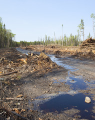 Logging road
