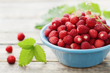 Wild strawberry in blue bowl on rustic table, vintage style, sweet berry for summer dessert, Fragaria