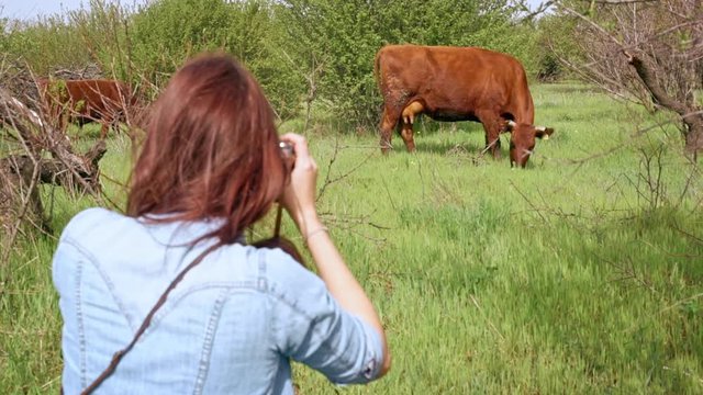 Beautiful young woman taking photos of cow with old film camera. Slow motion