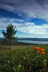 сосна © svetlana@alexey